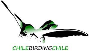 www.chilebirdingchile.com www.chilebirdingchile.cl